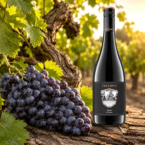 SYRAH - SHIRAZ